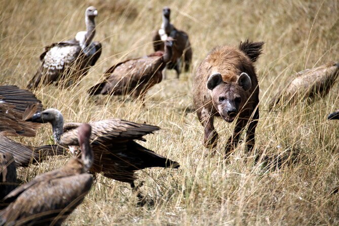 4-Day Tour to Tarangire, Serengeti and Ngorongoro - Day 4 Ngorongoro Crater: Big Five chances and crater terrain