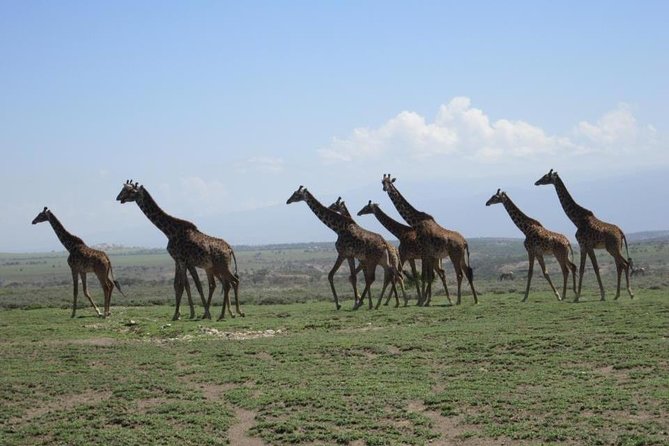 4 Days, 3 Nights Group budget Safari, Lake Manyara, Serengeti, Ngorongoro - Price and Logistics: What $970 Includes (and Why It Matters)