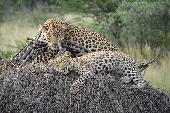 4 Days, 3 Nights Group budget Safari, Lake Manyara, Serengeti, Ngorongoro - Day 1 at Lake Manyara: Game Drives and Picnic Lunch Boxes