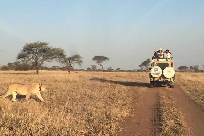 4 Days, 3 Nights Group budget Safari, Lake Manyara, Serengeti, Ngorongoro - Day 4 Ngorongoro Conservation Area: Final Game Drives and the Moshi Return