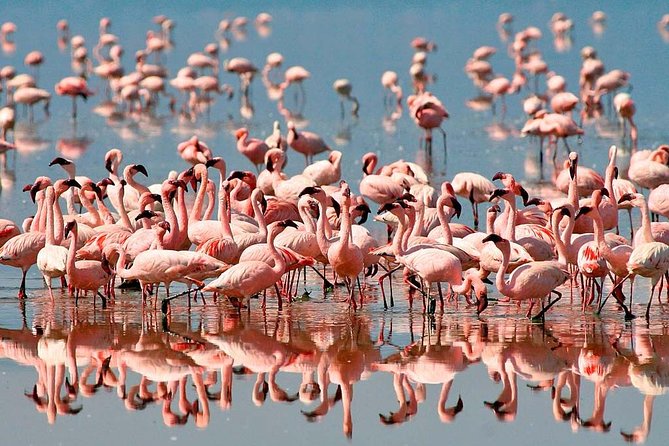 4 Days / 3 Nights Lake Manyara, Ngorongoro and Serengeti - Arusha start, then straight into safari mode