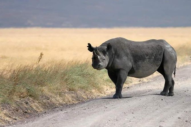 4 Days / 3 Nights Lake Manyara, Ngorongoro and Serengeti - Day 2: Serengeti National Park, the Seronera area and the long-plains feeling