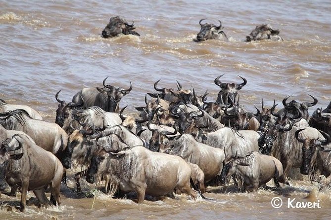 4 Days / 3 Nights Lake Manyara, Ngorongoro and Serengeti - Day 3: Ngorongoro Conservation Area plus Olduvai Gorge stopover