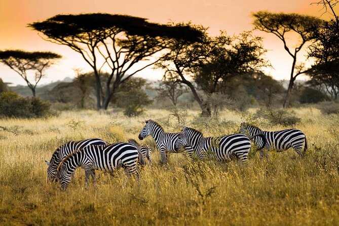 4 Days / 3 Nights Lake Manyara, Ngorongoro and Serengeti - Day 4: Ngorongoro Crater descent, predators, and Lake Magadi