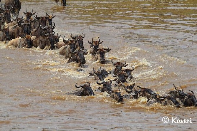 4 Days / 3 Nights Lake Manyara, Ngorongoro and Serengeti - Guides, organization, and how the small stuff shows up