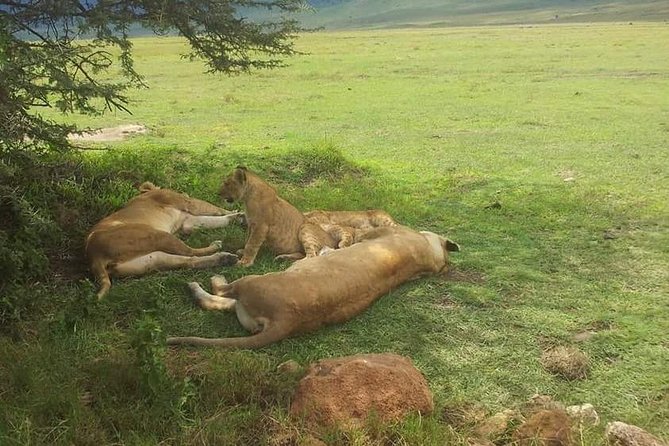 4 Days / 3 Nights Lake Manyara, Ngorongoro and Serengeti - Day 1: Lake Manyara National Park, elephants plus tree-climbing lions