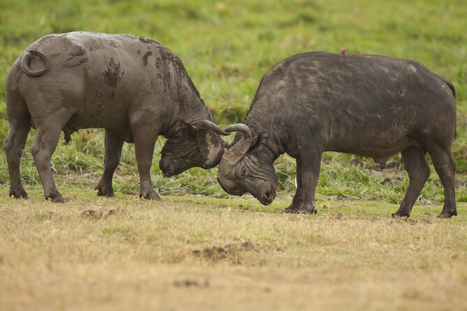 4 days 3 nights Safari- Tarangire, Serengeti and Ngorongoro Crater - Day 1 in Tarangire: Elephants, Baobabs, and a Riverfront Picnic