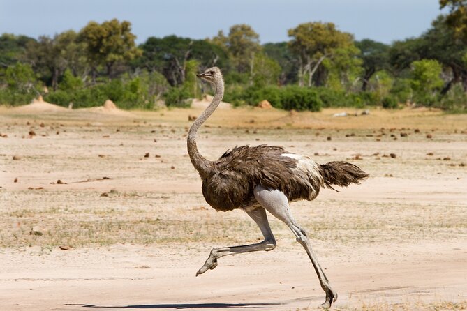 4 days 3 nights Safari- Tarangire, Serengeti and Ngorongoro Crater - Day 3 in Serengeti: Early Wild Cats, Afternoon Lunch, and Sunset Timing