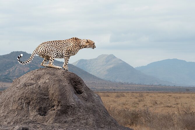 4 days 3 nights Safari- Tarangire, Serengeti and Ngorongoro Crater - Price and Logistics: What Your $883.50 Is Really Covering