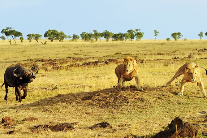 4 days 3 nights Safari- Tarangire, Serengeti and Ngorongoro Crater - Group Size, Camps, and How the Days Actually Feel