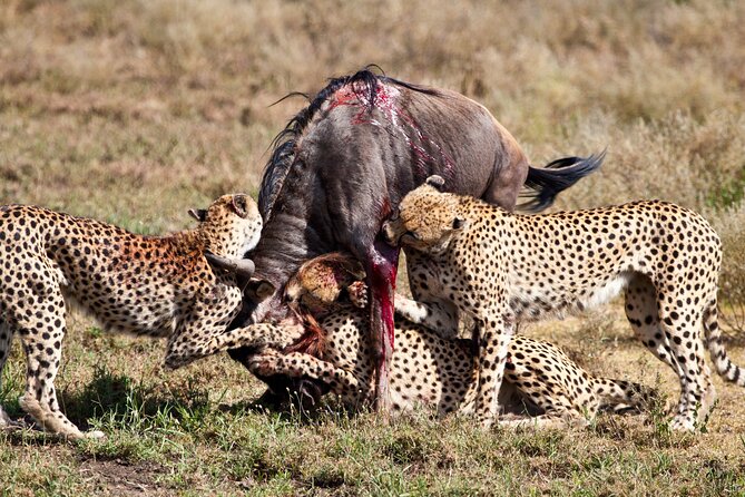 4 days 3 nights Safari- Tarangire, Serengeti and Ngorongoro Crater - Day 2 in Serengeti: The Crater Viewpoint and a Late-Into-the-Evening Hunt