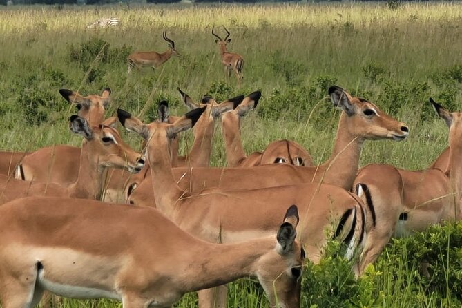4 Days 3 Nights Safari to Mikumi National Park - Mikumi National Park: the wildlife checklist to keep in mind