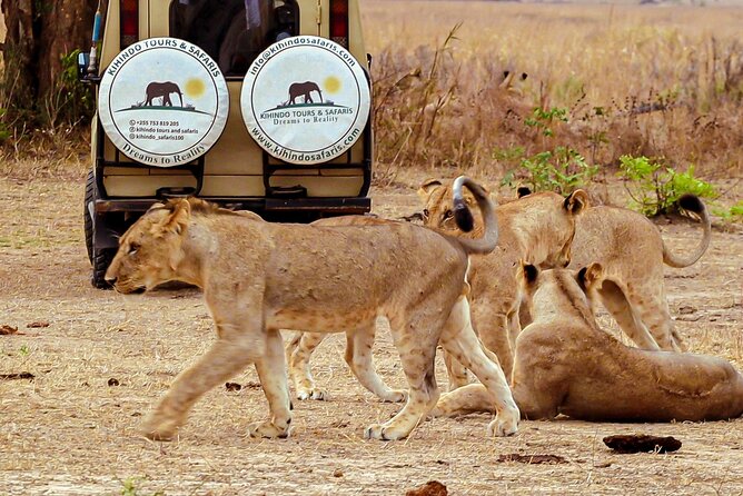 4 Days 3 Nights Safari to Mikumi National Park - Day 2 in Mikumi: game drives that chase the big moments
