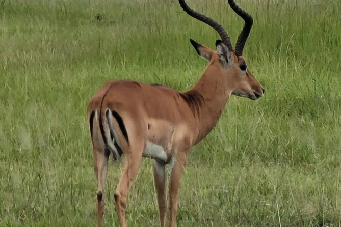 4 Days 3 Nights Safari to Mikumi National Park - Food, bottled water, and why it matters on safari days
