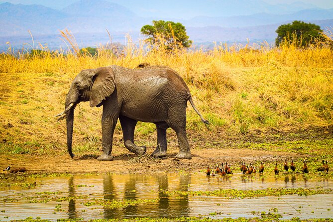 4 Days 3 Nights Safari to Mikumi National Park - Animals you can hope to see, and how to manage expectations