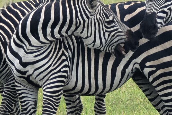 4 Days 3 Nights Safari to Mikumi National Park - Day 1 From Dar es Salaam: getting to Mikumi without losing the day