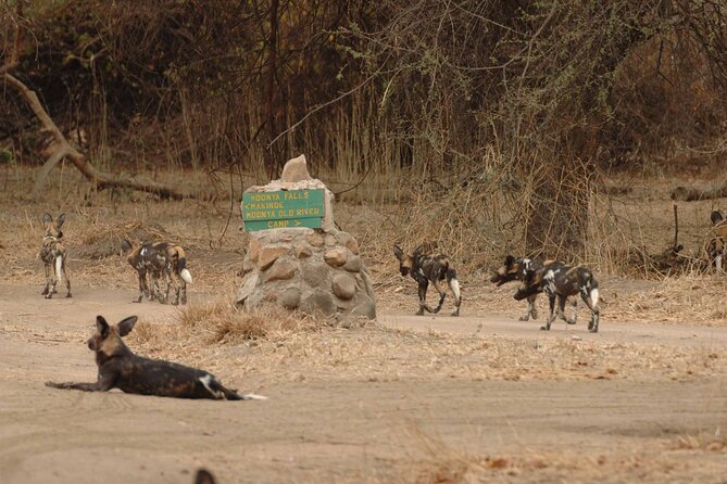 4 days / 3 Nights safari to Ruaha National park - Key things to know before you go