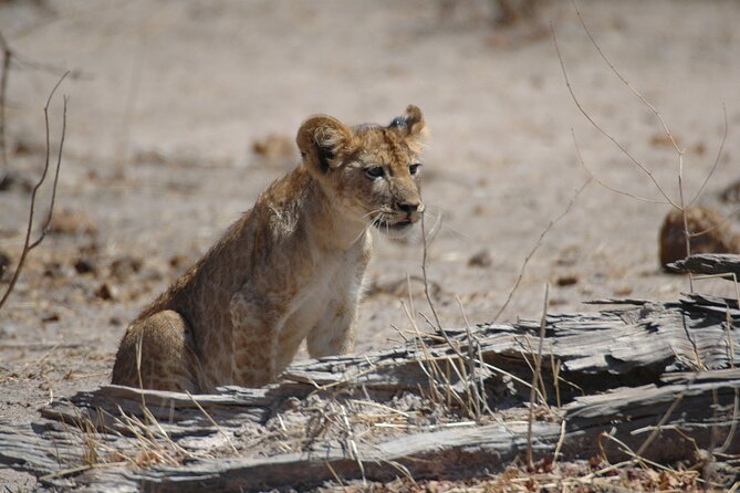 4 days / 3 Nights safari to Ruaha National park - Day 3: sunrise walking safari on the Great Ruaha River