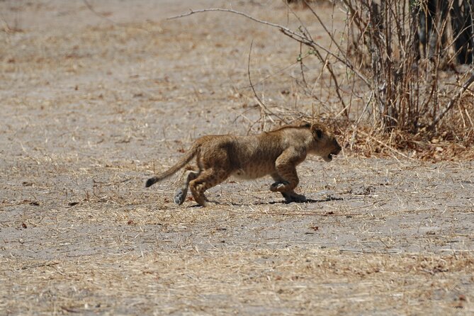 4 days / 3 Nights safari to Ruaha National park - Day 4: early morning drives and the return drive to Iringa