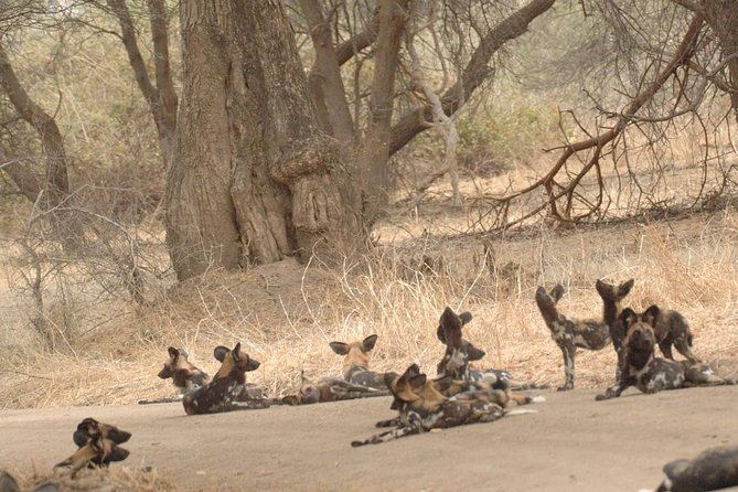 4 days / 3 Nights safari to Ruaha National park - Getting from Iringa Nduli Airport to Ruaha, without wasting your morning