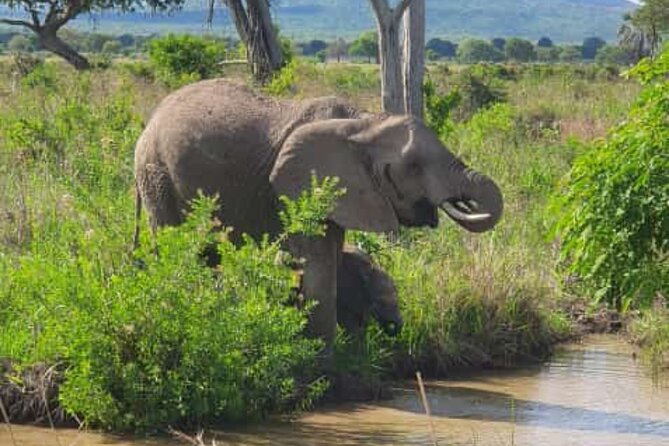 4 Days 3 Nights Selous (Nyerere national park) & Mikumi Adventure - The Fast Case for Selous and Mikumi in 4 Days