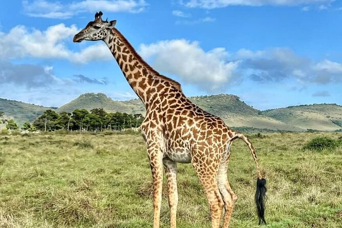 4 Days 3 Nights Selous (Nyerere national park) & Mikumi Adventure - Day 4: Early Game Drive, Breakfast, Then 6 to 7 Hours Back to Dar