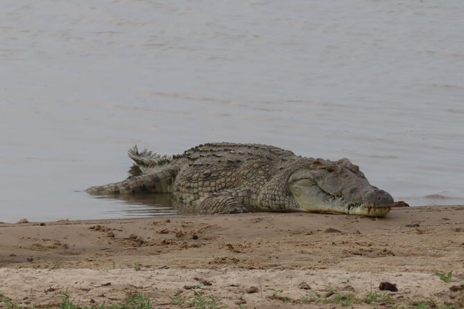 4 Days 3 Nights Selous (Nyerere national park) & Mikumi Adventure - Day 3: Walking Safari Morning, Then Mikumi Plains by Car