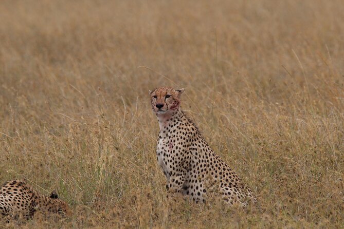 4 Days 3 Nights Tanzanian Budget Safari Tour - Serengeti full day plus two nights in a budget tented camp