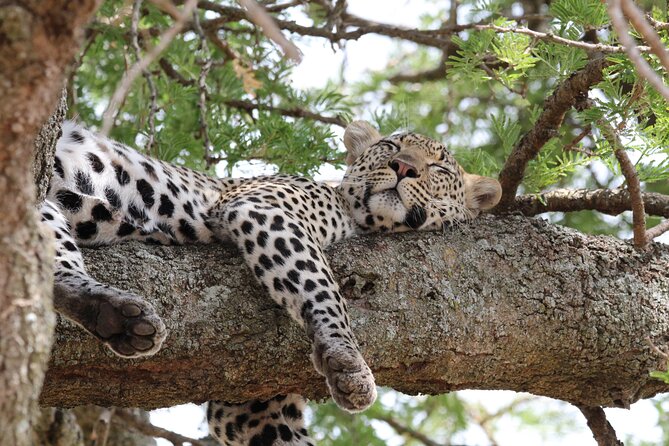 4 Days 3 Nights Tanzanian Budget Safari Tour - Karatu overnight: why that one night helps your next two days