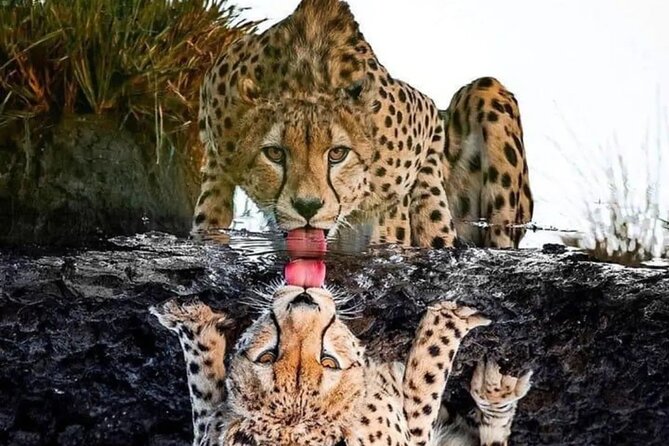 4 Days /3 nights Tarangire, Serengeti and Ngorongoro crater - Tarangire, Serengeti, Ngorongoro, in 4 days: a route that actually makes sense