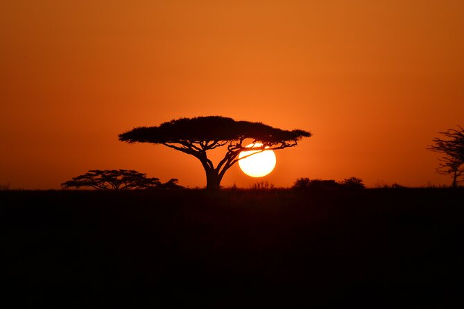 4 days adventure camping safari - Serengeti Days 2 and 3: Seronera Sunrise Drives and Animals Near Camp