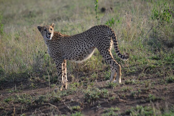 4 days adventure camping safari - Wildlife Drive Timing: Sunrise and Sunset Are Not Just Pretty