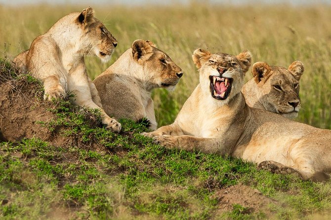 4-Days Adventure Camping Safari to Tarangire, Serengeti & Ngorongoro - Who this 4-day camping safari is best for