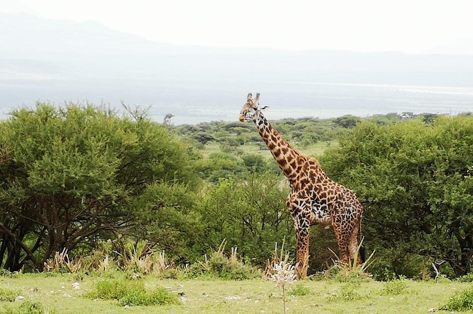 4 days Awesome Luxury safari Tarangire Serengeti & Ngorongoro - Day 4 Ngorongoro Crater: descent over 600 meters and wildlife on packed ground