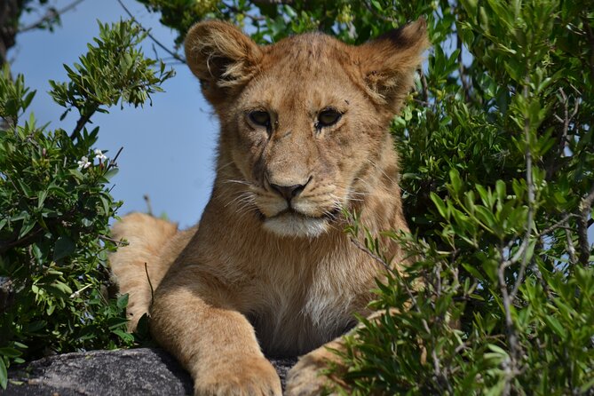 4 days Awesome Luxury safari Tarangire Serengeti & Ngorongoro - Price and value: $2,928 per person, and what is actually included