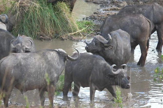 4 days Best experience Kilimanjaro Hike, Serengeti &Ngorongoro - Materuni trek near Kilimanjaro, coffee tour, and Chemka Hot Springs swim