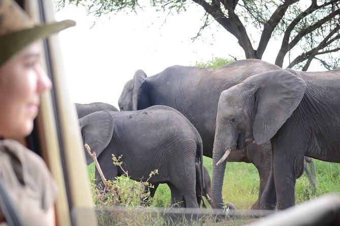 4 days Best experience Kilimanjaro Hike, Serengeti &Ngorongoro - Ngorongoro Conservation Area rim drives, Masai grazing, and world-class crater views