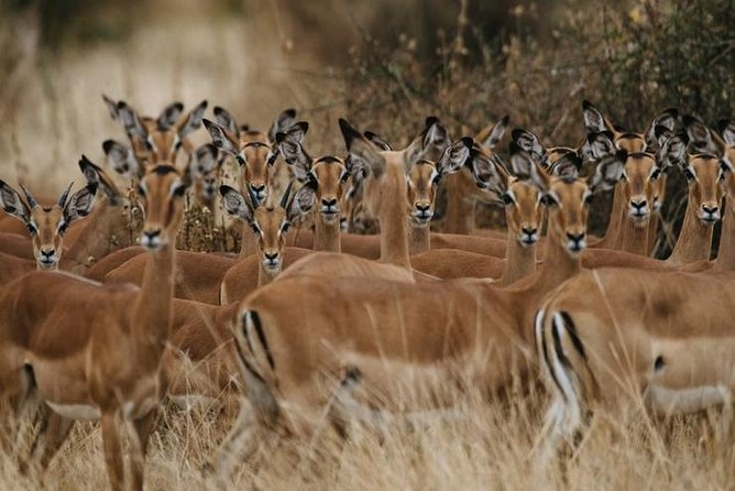 4 days Best experience Kilimanjaro Hike, Serengeti &Ngorongoro - Private safari flow, safari jeeps, and the camping reality