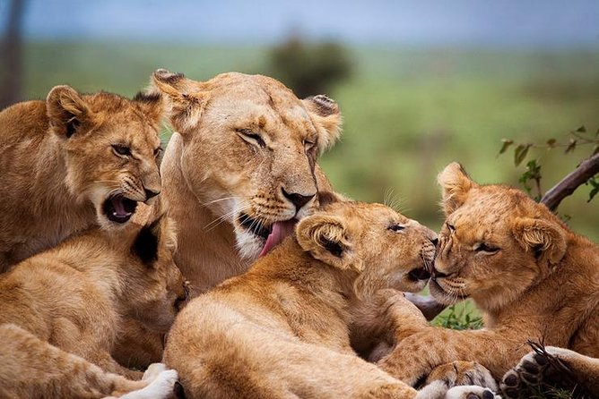 4 days Best experience Kilimanjaro Hike, Serengeti &Ngorongoro - Value check and guide quality you can count on