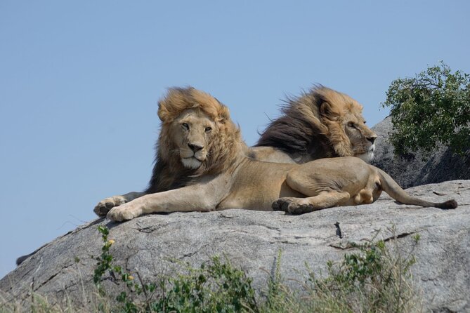 4 days Best experience Kilimanjaro Hike, Serengeti &Ngorongoro - Should you book this 4-day Kilimanjaro, Serengeti, Ngorongoro combo?