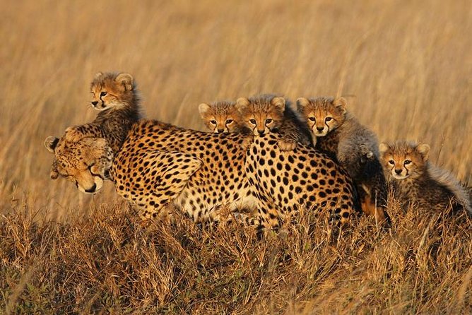 4 days Best experience Kilimanjaro Hike, Serengeti &Ngorongoro - FAQ