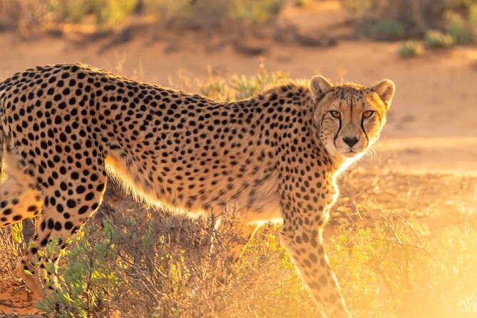 4 days Best experience Kilimanjaro Hike, Serengeti &Ngorongoro - Descending into Ngorongoro Crater for Big Five viewing