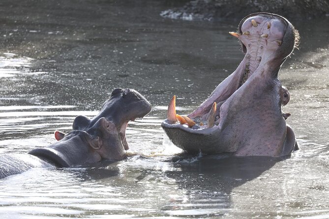 4 Days Big 5 Tour & Cultural Experience - Lake Eyasi: Tatoga and Hadzabe Culture With a Hands-On Day