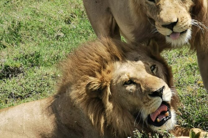 4 Days Big 5 Tour & Cultural Experience - Operator Support: Why Almachius Audax, Sale, and the Kitchen Team Matter