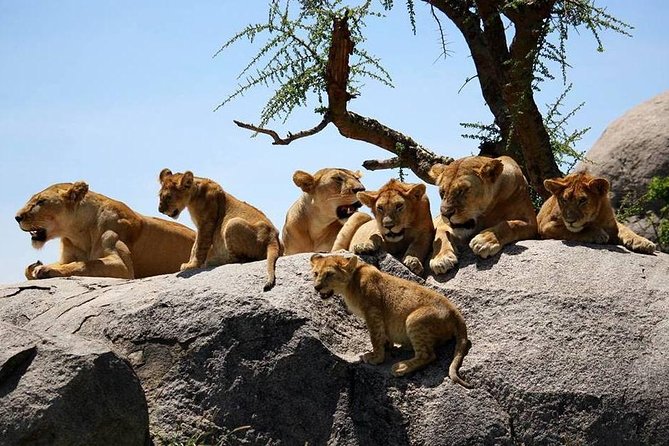 4: days Big five safari - Open-roof Land Cruiser game drives, and how you make the most of them