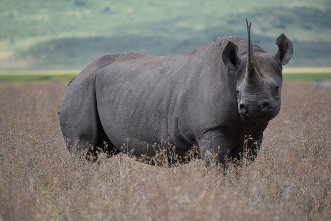 4: days Big five safari - Ngorongoro Conservation Area: the crater descent and why the black rhino fits here