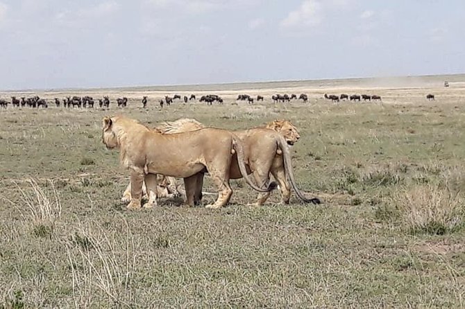 4: days Big five safari - Serengeti and Maasai village stops: what to expect from the route concept