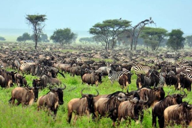 4: days Big five safari - Lake Manyara National Park: tree-climbing lions, hot spring views, and lake edges