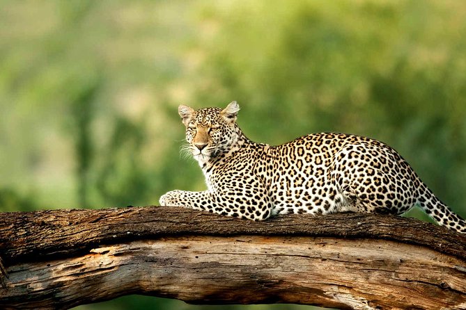 4 Days Experience big five in Tarangire, Serengeti & Ngorongoro Safari - Day 1 Tarangire National Park: baobabs, elephants, and a full afternoon of sightings