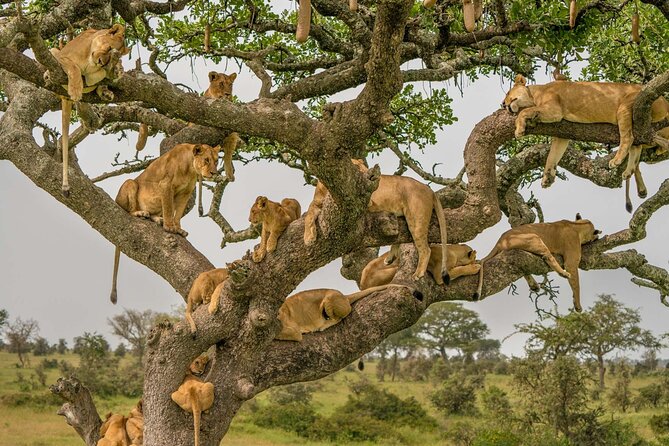 4 Days Experience big five in Tarangire, Serengeti & Ngorongoro Safari - Day 2 Serengeti arrival with an Olduvai Gorge option